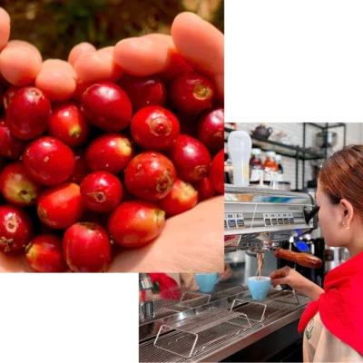 Alternative view of ARABICA